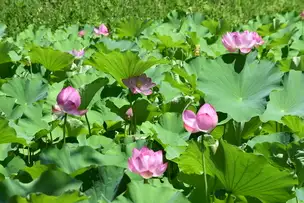 小石川後楽園220725ハス (3)_02