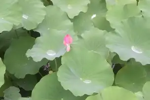 小石川後楽園220726ハスの蕾_04