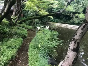 タカサゴユリ_01