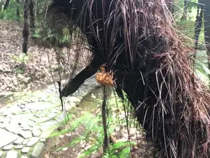 セミの抜け殻_02