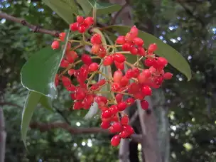 小石川後楽園210818サンゴジュの実_01