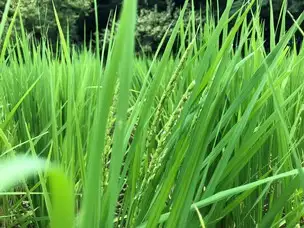 立秋 末候 蒙霧升降 (8/18～22) の見どころ_02