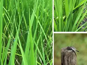 立秋 末候 蒙霧升降 (8/18～22) の見どころ_03