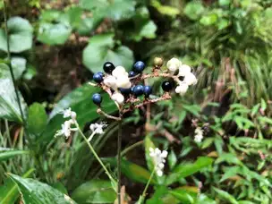 立秋 末候 蒙霧升降 (8/18～22) の見どころ_04