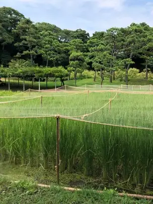 20220824 防鳥ネット_04
