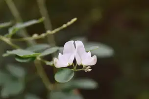 小石川後楽園220826 (6)_01