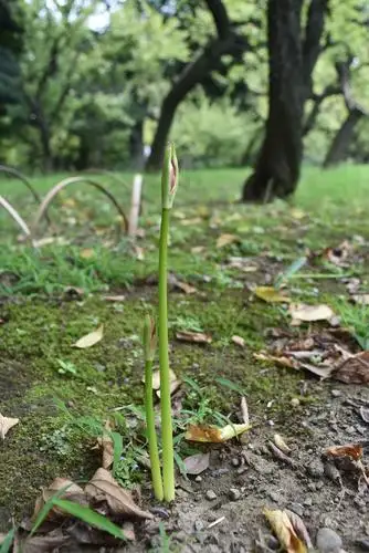 小石川後楽園220907ヒガンバナ (8)_05