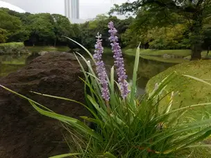 小石川後楽園220908ヤブラン_02