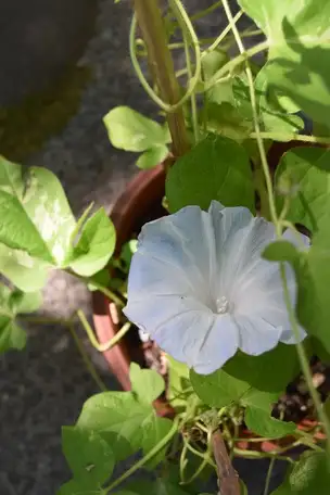 小石川後楽園200909アサガオ (5)_03