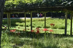 小石川後楽園220916ヒガンバナ (3)_03