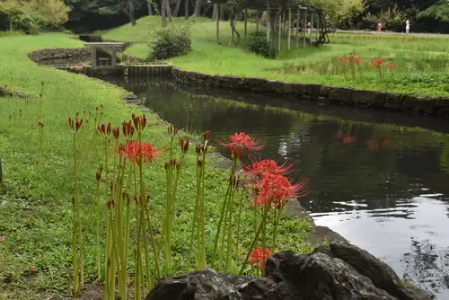 小石川後楽園220916ヒガンバナ (2)_05