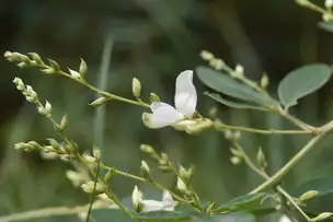 小石川後楽園220919ハギ採用_02