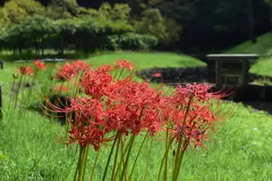 小石川後楽園220922ヒガンバナ (1)_01