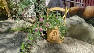 秋分 初候 雷乃収声 (9/23～9/27) の見どころ_02