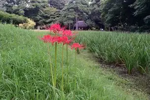 小石川後楽園220928 (4)_03