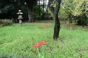 小石川後楽園220921ヒガンバナ (18)_04