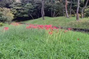 小石川後楽園220925ヒガンバナ (16)_01
