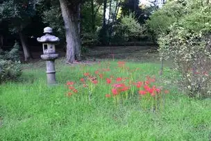小石川後楽園220925ヒガンバナ (21)_02
