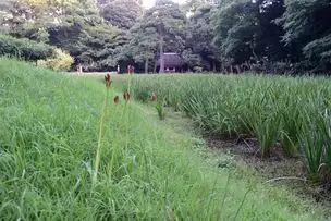 小石川後楽園220925ヒガンバナ (3)_03