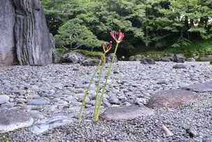 小石川後楽園220925ヒガンバナ (2)_04