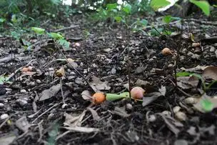 小石川後楽園220928 (3)_02