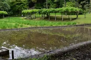小石川後楽園220509 稲田 (2)_01