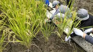 小石川後楽園221003稲刈り (25)_03