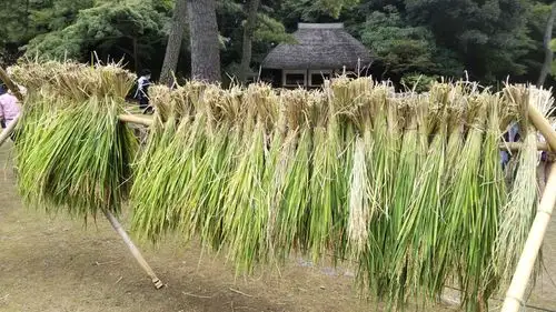 小石川後楽園221003稲刈り (38)_05