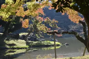 小石川後楽園221111紅葉 (大泉水) (3)_02