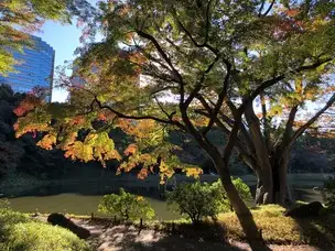 紅葉情報 11月17日現在_01