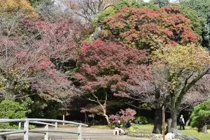 小石川後楽園221121 (3)_01
