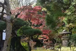小石川後楽園221121 (8)_02