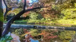 小石川後楽園221124紅葉 (4)_01