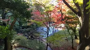 小石川後楽園221124紅葉 (6)_03