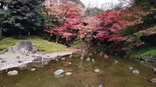 2022-11-30 紅葉 (21)_02