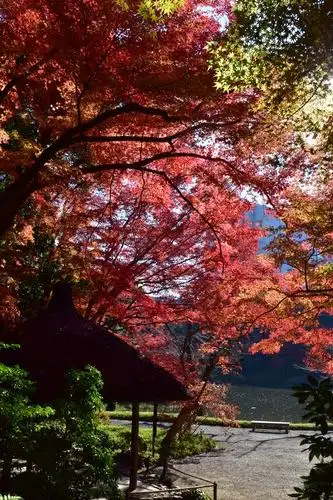 小石川後楽20201208紅葉（丸屋）_05
