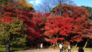 2022-12-02 紅葉 (4)_02