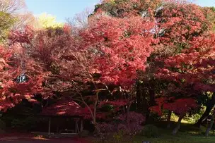 紅葉情報 12月7日現在 (一部見ごろ)_01