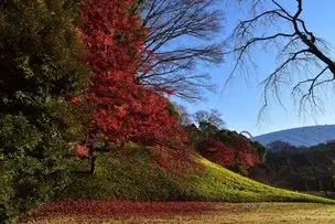 紅葉情報 12月7日現在 (一部見ごろ)_02