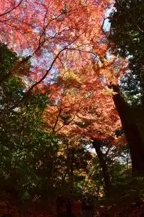 紅葉情報 12月7日現在 (一部見ごろ)_03