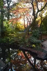 紅葉情報 12月7日現在 (一部見ごろ)_04