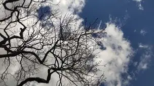 梅開花状況 (12月18日)_01