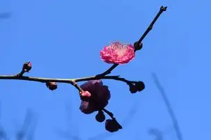 小石川後楽園230109ウメ’八重寒紅’_02