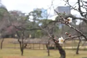 小石川後楽園230111ウメ’光圀’_03
