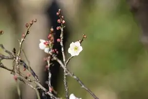 小石川後楽園230113ウメ’小梅’_01