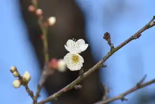 小石川後楽園230113ウメ’冬至’_02
