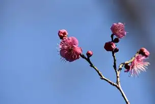 小石川後楽園230113ウメ’道知辺？’_03