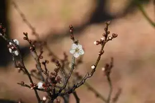 小石川後楽園230113光圀_04