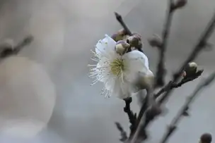 小石川後楽園230118ウメ’月宮殿’ (1)_01