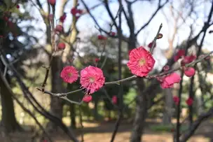 小石川後楽園230119梅’鹿児島紅'_02
